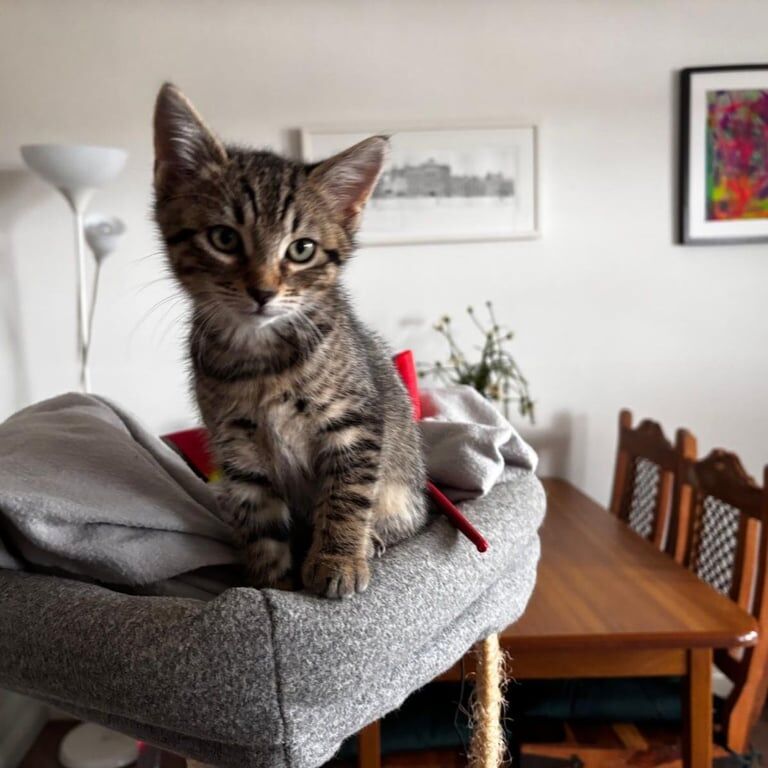 Bengal kittens for sale in South Side, City of Edinburgh โ 3 months old
