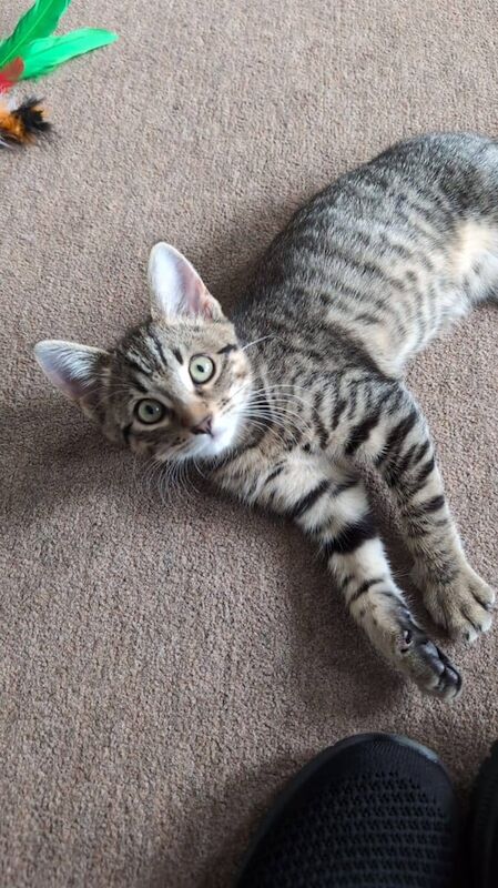 Bengal kittens for sale in South Side, City of Edinburgh – 3 months old - Image 2 of 3