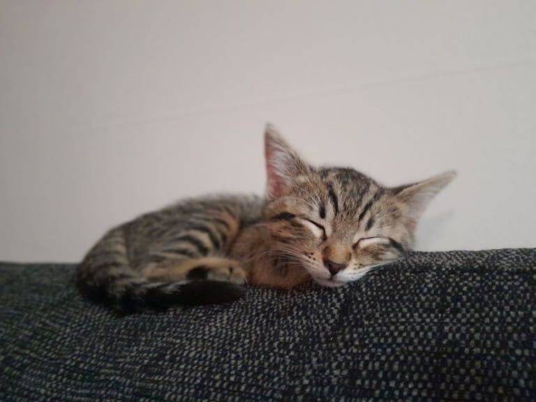 Bengal kittens for sale in South Side, City of Edinburgh – 3 months old - Image 3 of 3