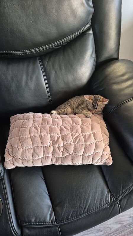 Bengal kittens for sale in Grays, Essex – 10 weeks old
