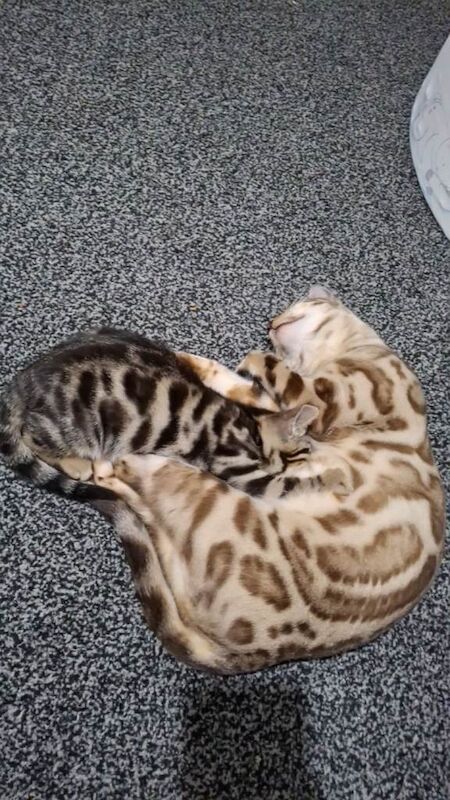 Half bengal kitten