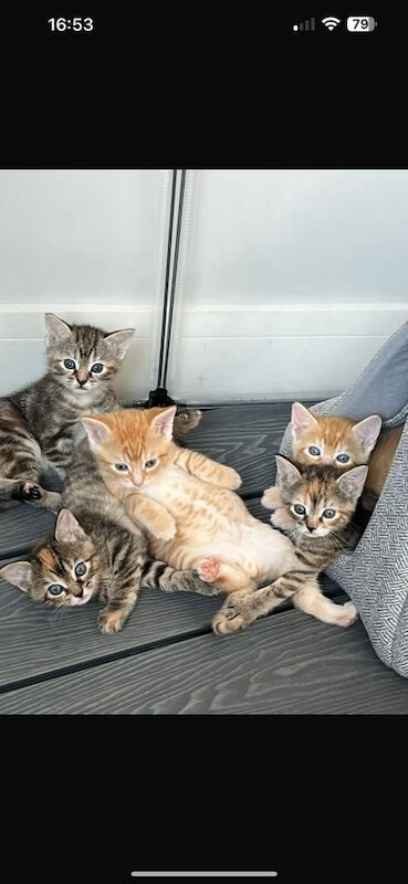 Half bengal kittens for sale in Chatham, Kent