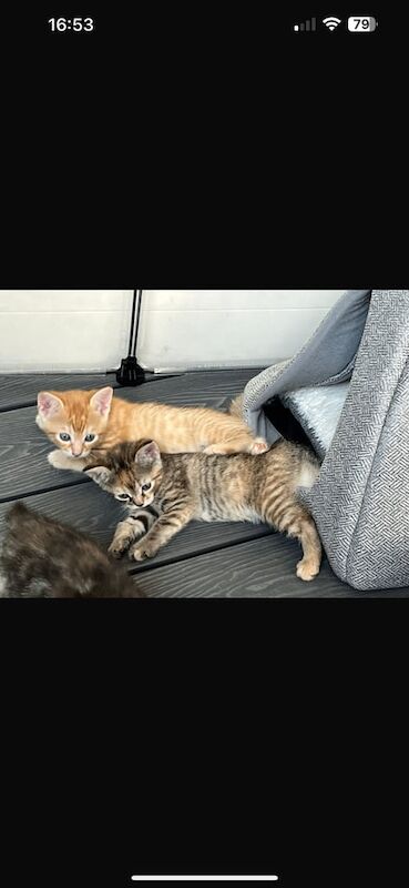Half bengal kittens for sale in Chatham, Kent | Image 2