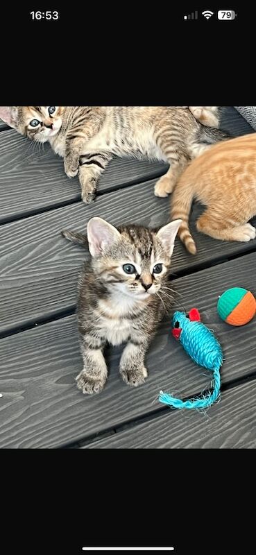 Half bengal kittens for sale in Chatham, Kent | Image 3