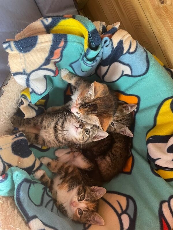 Bengal kittens for sale in Wakefield, West Yorkshire – 8 weeks old