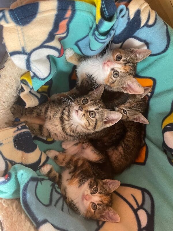 Bengal kittens for sale in Wakefield, West Yorkshire – 8 weeks old - Image 2 of 3
