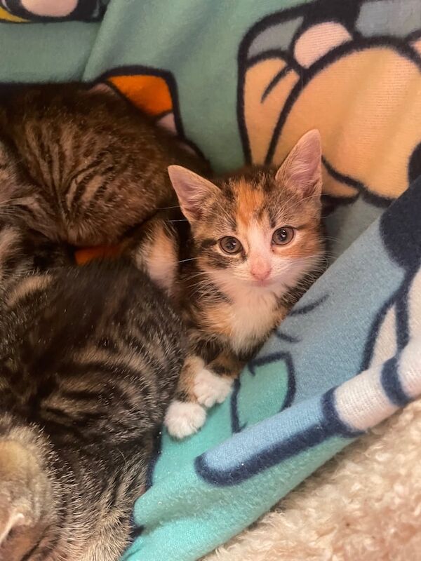 Bengal kittens for sale in Wakefield, West Yorkshire – 8 weeks old - Image 3 of 3