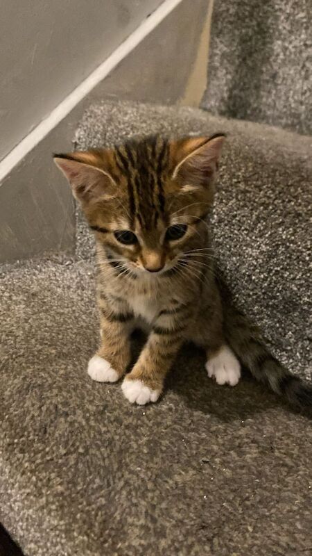 Bengal kittens for sale in Clapham, Greater London – 10 weeks old