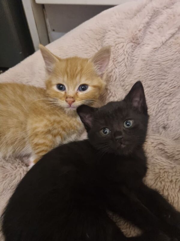 Bengal kittens for sale in Great Barr, West Midlands – 9 weeks old