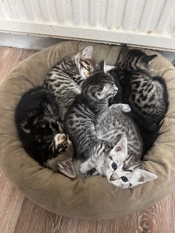 Bengal kittens for sale in Burnley, Lancashire – 7 weeks old