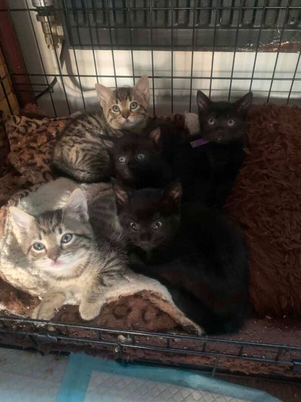 Bengal Kittens For Sale