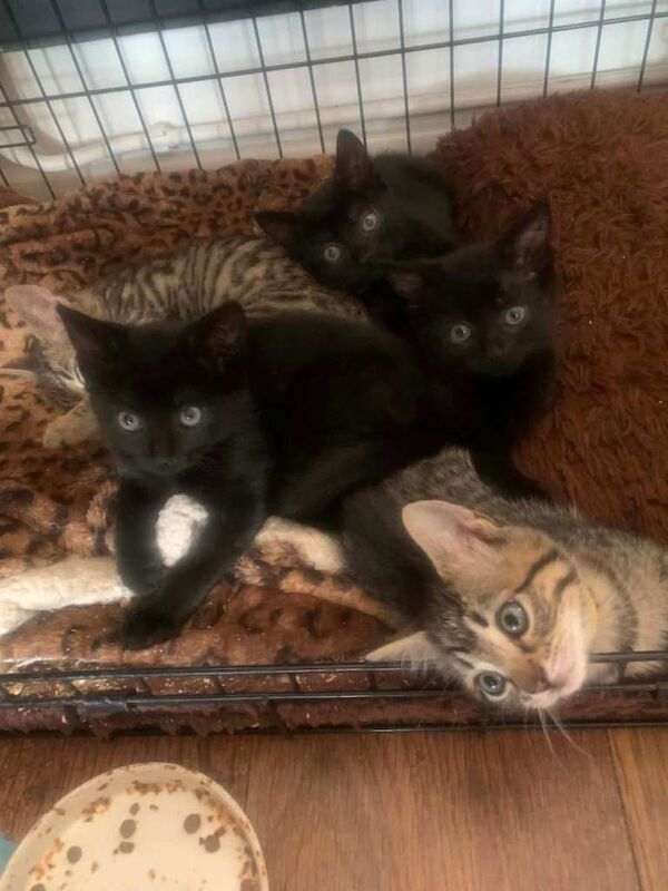 Half bengal kittens - Image 2 of 4