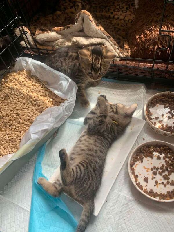 Half bengal kittens - Image 3 of 4