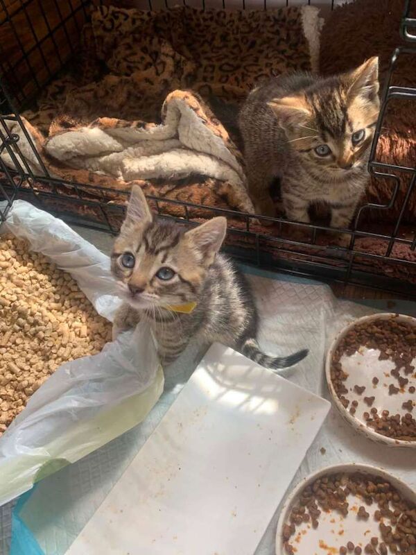 Half bengal kittens - Image 4 of 4