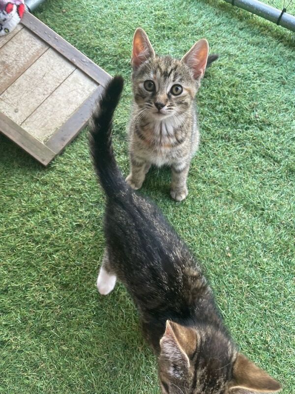Half bengal kittens