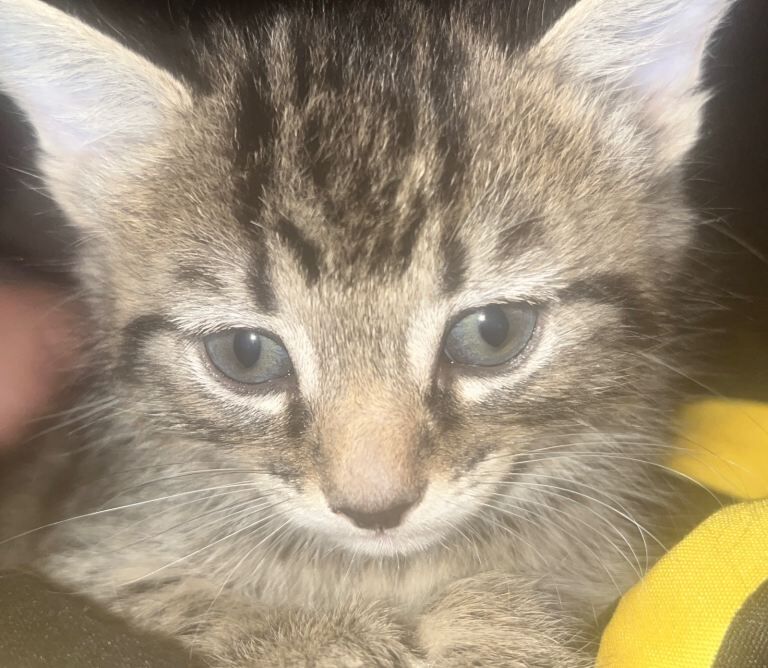 Half bengal kittens —