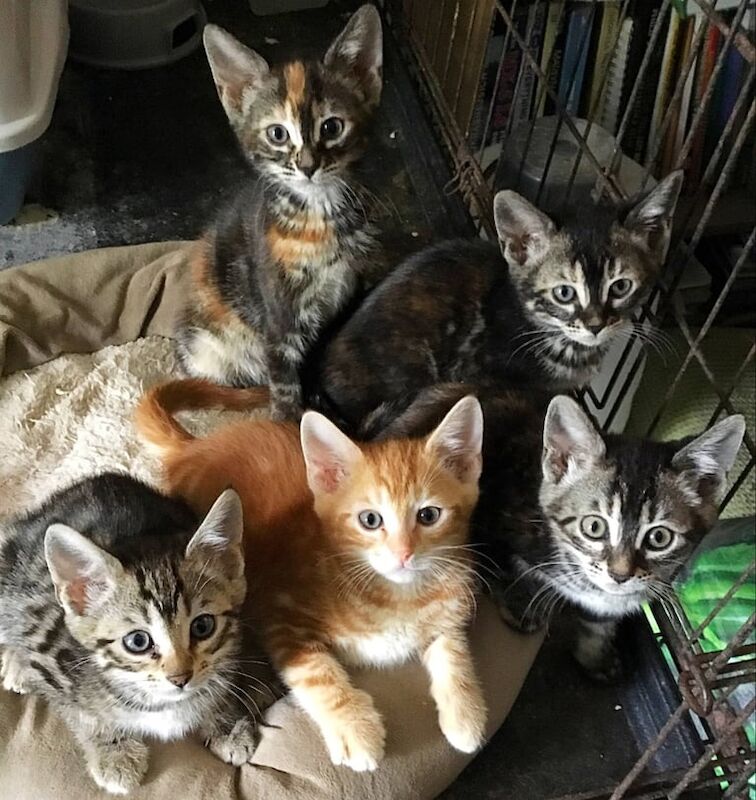 Half Bengal kittens 4 girls and one ginger boy. for sale in Uckfield, East Sussex - Image 2