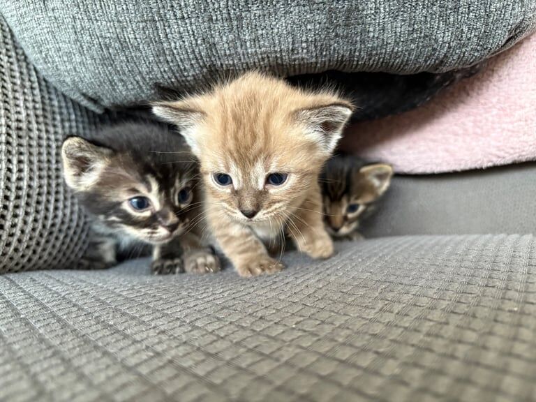 Half bengal kittens looking for their forever homes for sale in Worthing, West Sussex