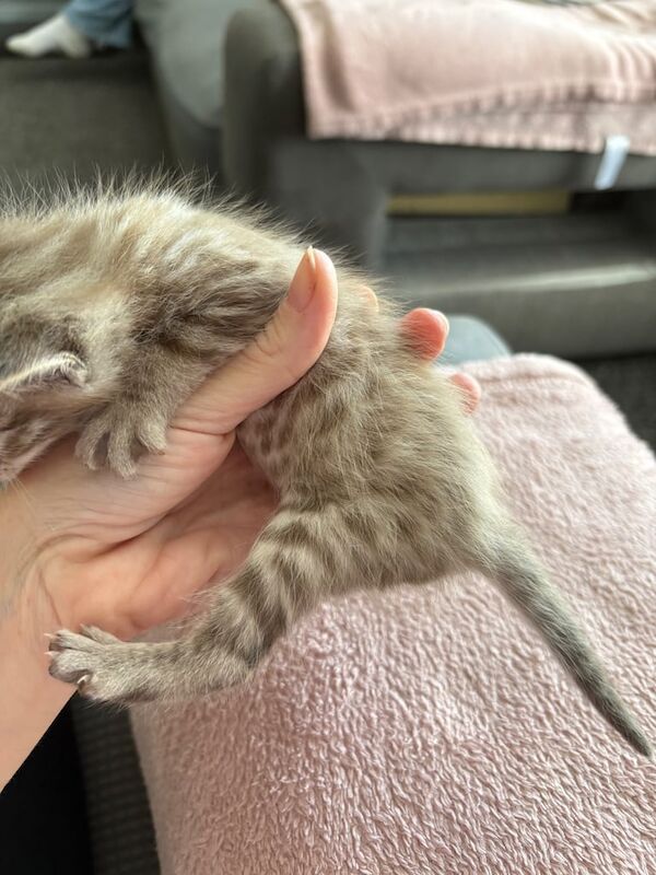 Half bengal kittens looking for their forever homes for sale in Worthing, West Sussex | Image 3