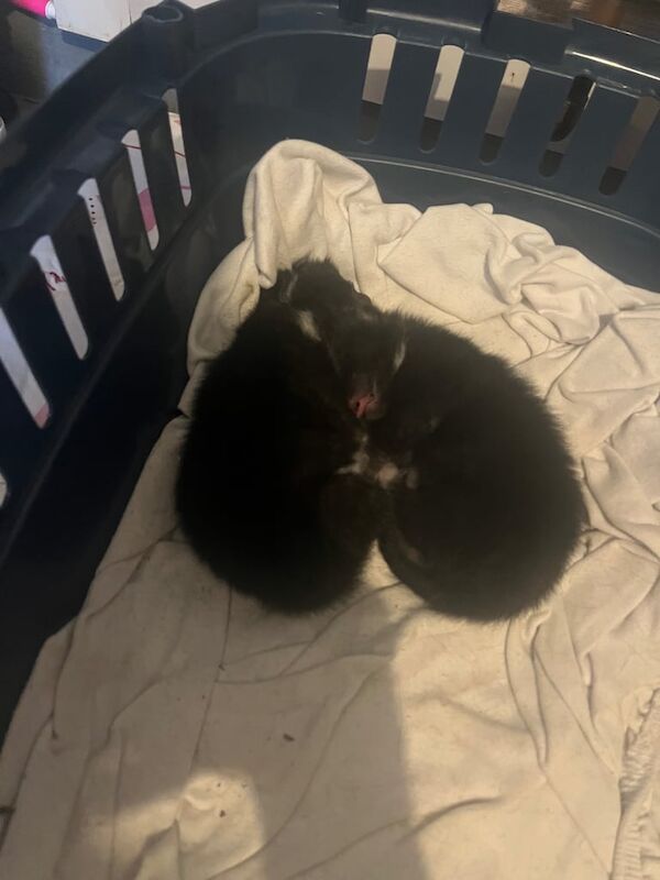 Bengal kittens for sale in Sutton Coldfield, West Midlands – 2 weeks old - Image 1 of 3