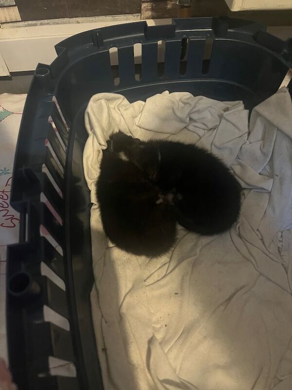 Bengal kittens for sale in Sutton Coldfield, West Midlands – 2 weeks old - Image 2 of 3