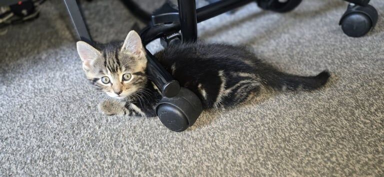 Half Persian, Half Bengal Kittens for sale in Bradford, West Yorkshire