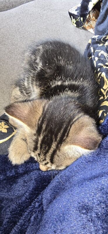 Half Persian, Half Bengal Kittens for sale in Bradford, West Yorkshire | Image 2