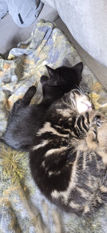 Half Persian, Half Bengal Kittens for sale in Bradford, West Yorkshire | Image 3