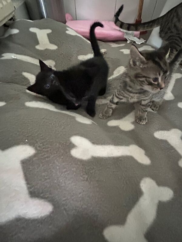 Have tabby kittens for sale in Wallingford, Oxfordshire