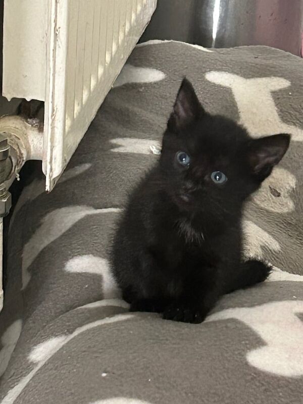 Have tabby kittens for sale in Wallingford, Oxfordshire | Image 2