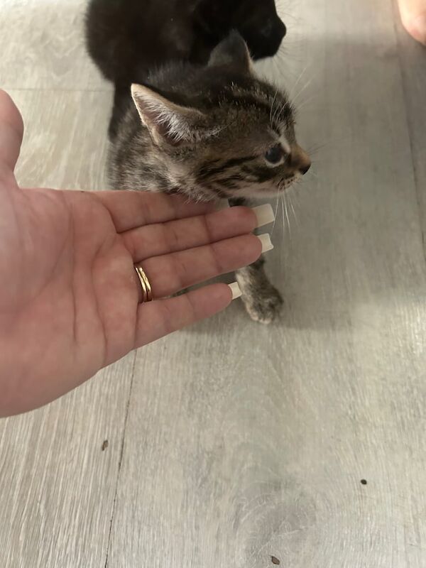 Have tabby kittens for sale in Wallingford, Oxfordshire | Image 3