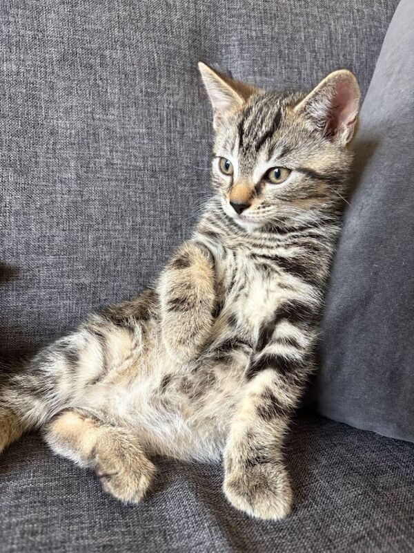 Bengal Kittens For Sale