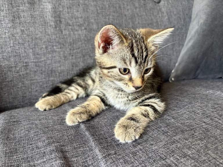 Healthy gorgeous kittens looking for a loving home - Image 2 of 6