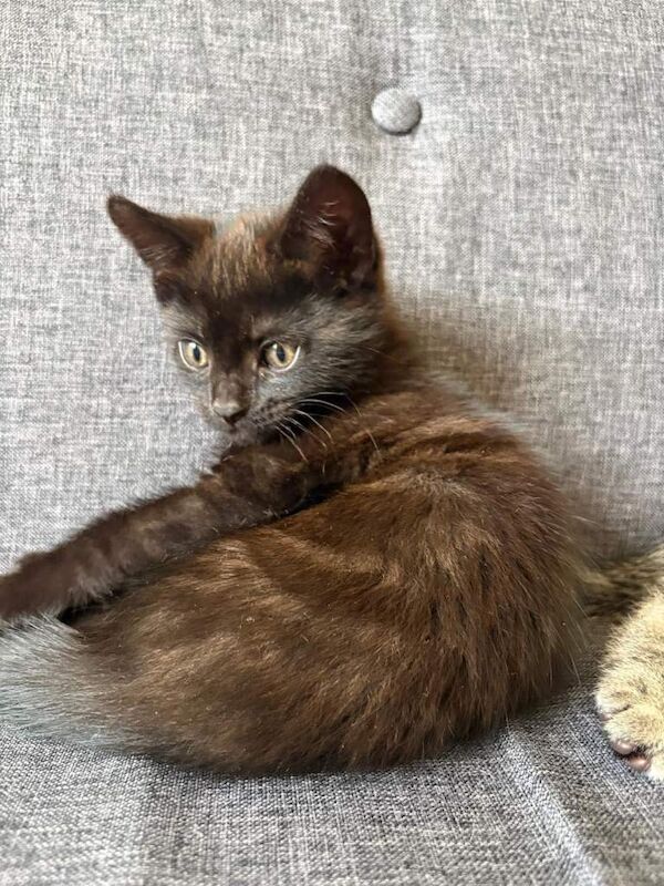 Healthy gorgeous kittens looking for a loving home - Image 3 of 6