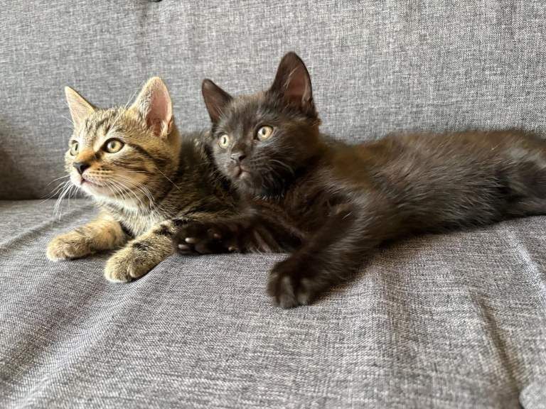 Healthy gorgeous kittens looking for a loving home - Image 4 of 6