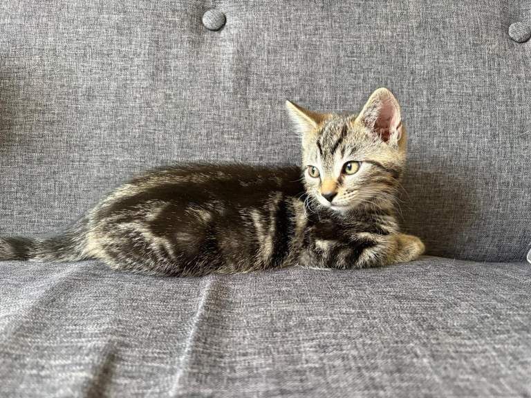 Healthy gorgeous kittens looking for a loving home - Image 5 of 6