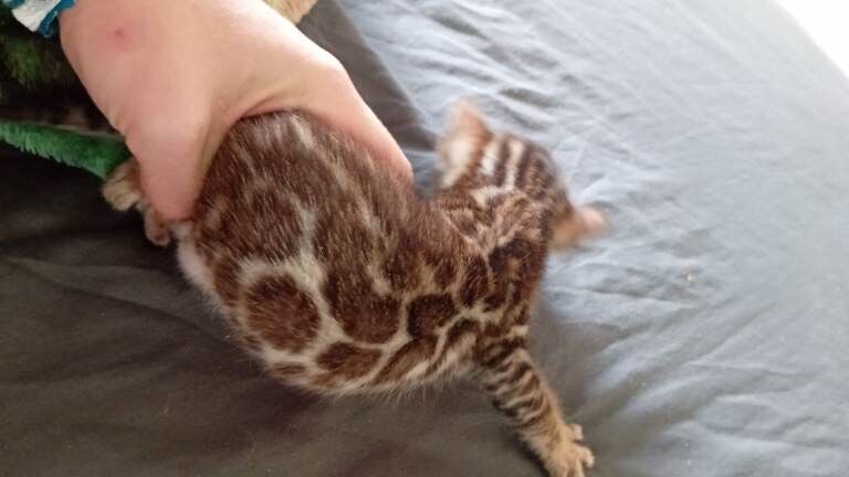 Import bloodlines Tica Reg bengals