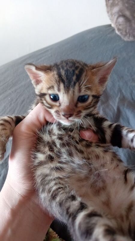 Import bloodlines Tica Reg bengals - Image 2 of 3