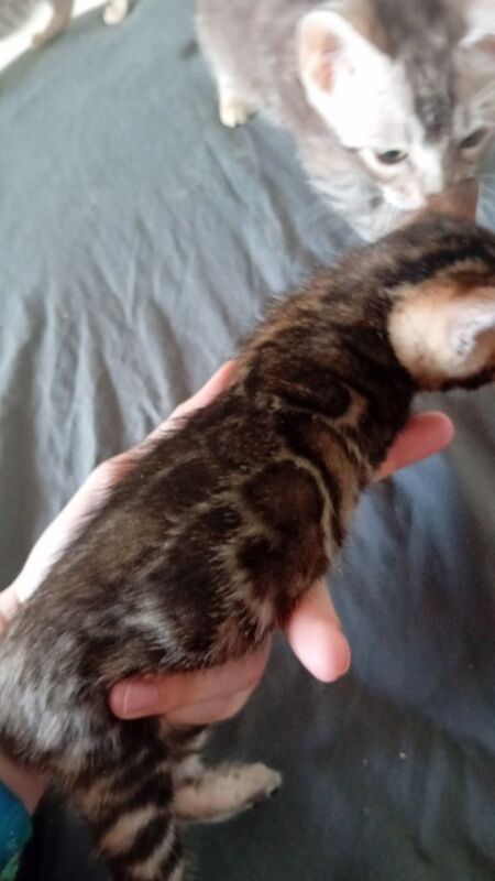 Import bloodlines Tica Reg bengals - Image 3 of 3