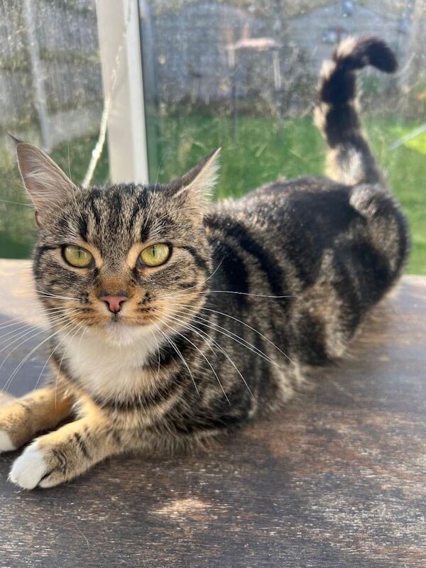 Bengal Kittens For Sale Under £300