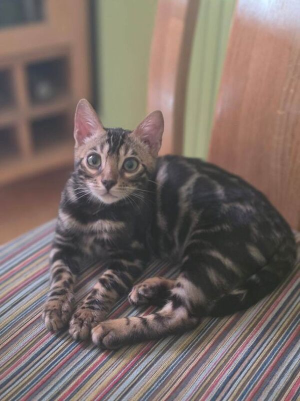 Kiera charcoal bengle female kitten