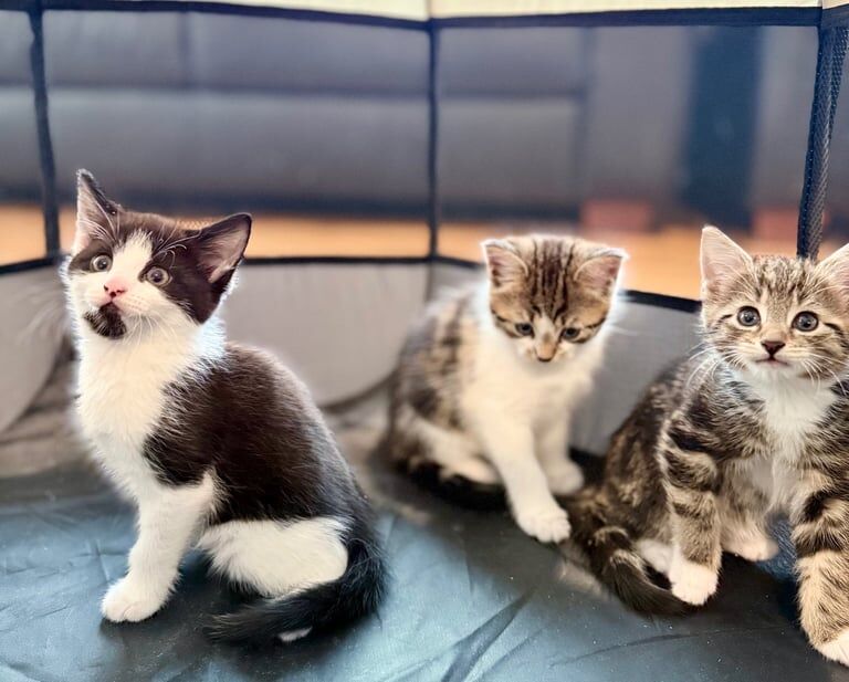 Bengal kittens for sale in Newport, Isle of Wight – 8 weeks old