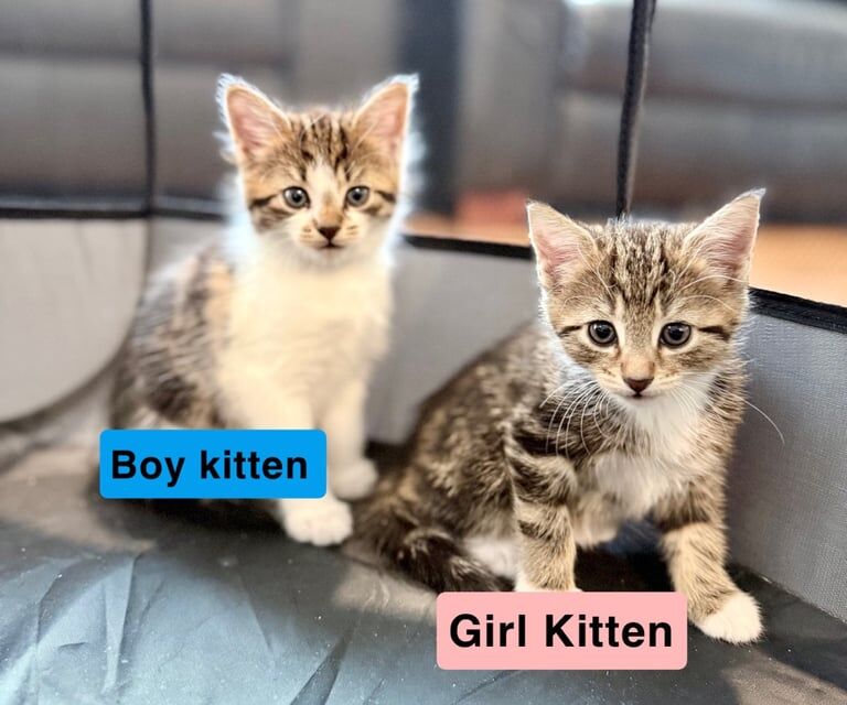 Bengal kittens for sale in Newport, Isle of Wight – 8 weeks old - Image 2 of 3