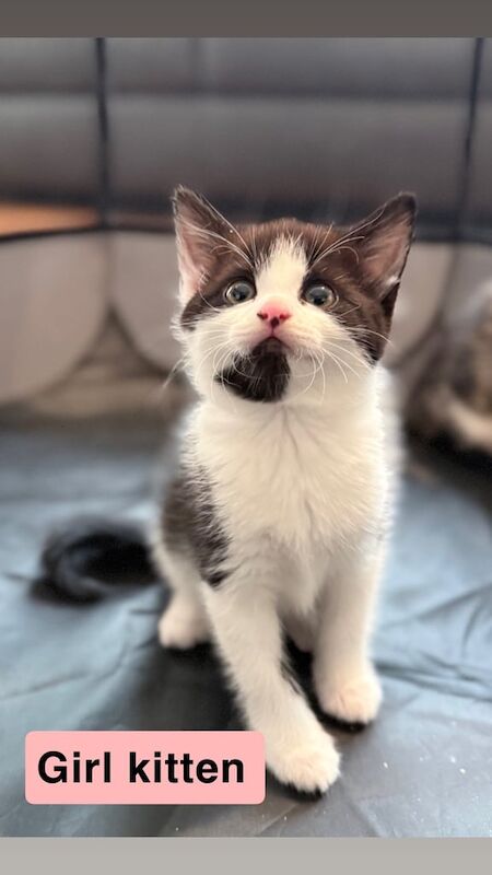 Bengal kittens for sale in Newport, Isle of Wight – 8 weeks old - Image 3 of 3