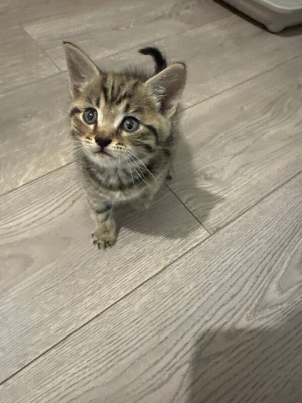 Kitten for sale in Newham, Cornwall