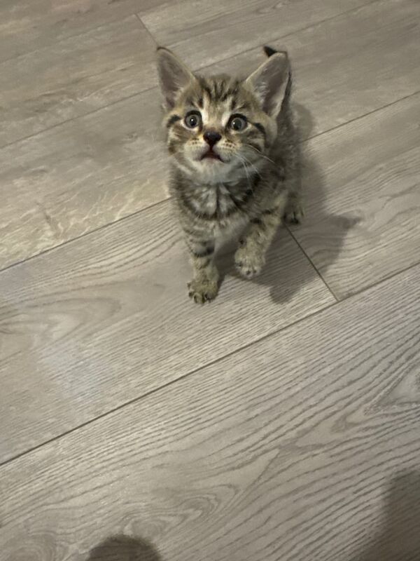 Kitten for sale in Newham, Cornwall | Image 2