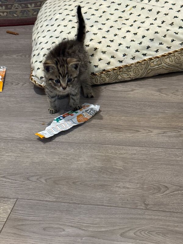Kitten for sale in Newham, Cornwall | Image 3