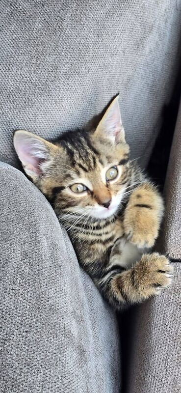 kitten for sale in Bradford, West Yorkshire