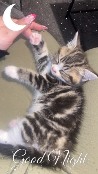 Bengal kittens for sale in Bradford, West Yorkshire – 10 weeks old