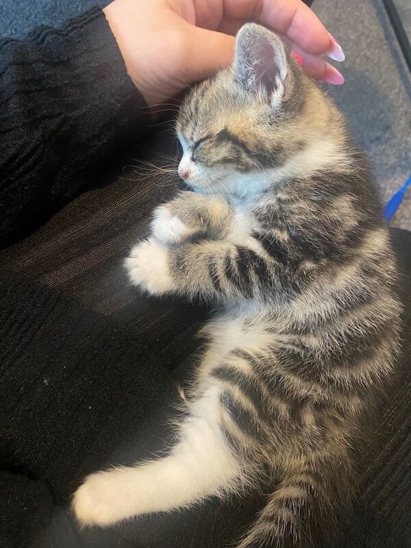 Bengal kittens for sale in Bradford, West Yorkshire – 10 weeks old - Image 2 of 3